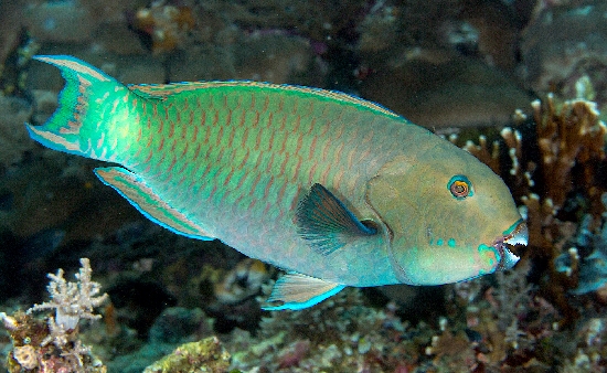  Chlorurus microrhinos (Steephead Parrotfish)